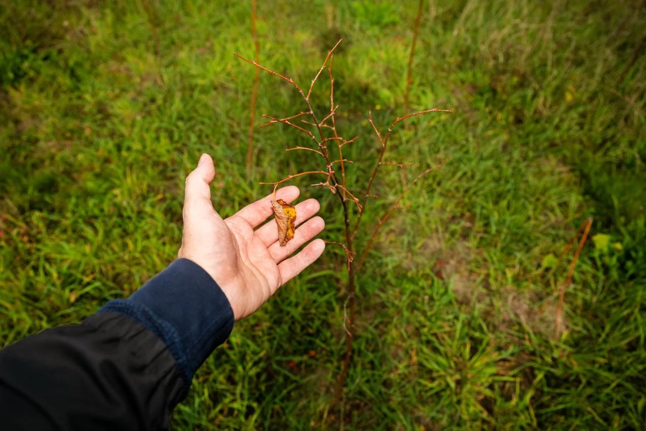 Hebben de bomen de hete zomer doorstaan?