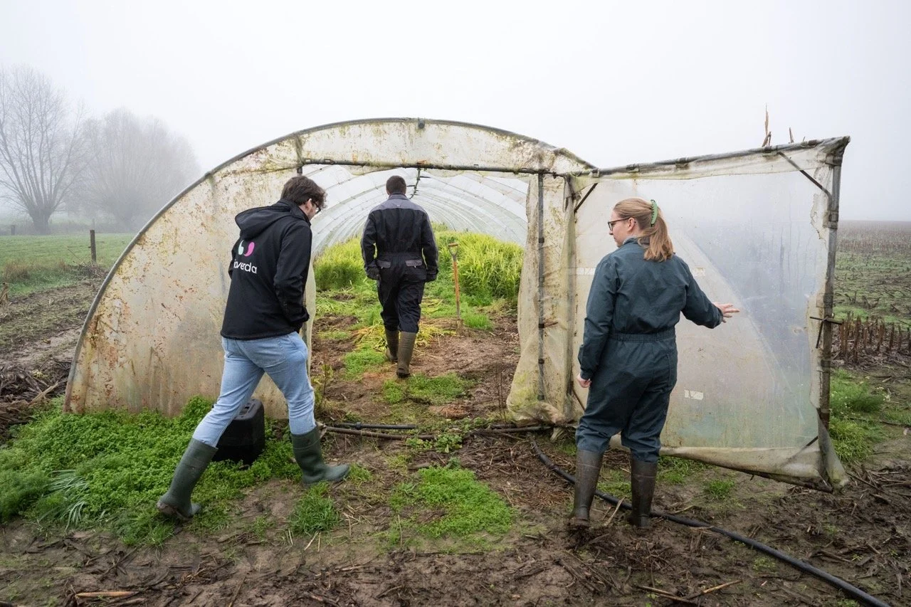 Gemberboer in Deinze.