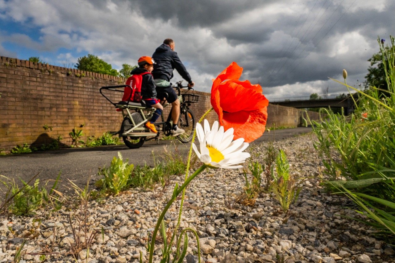 Klaprozen en Margrietjes langs de weg.