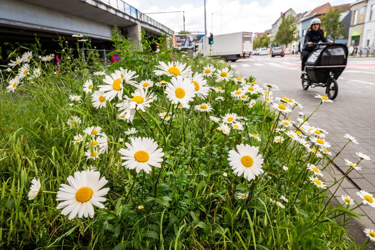 Klaprozen en Margrietjes langs de weg.