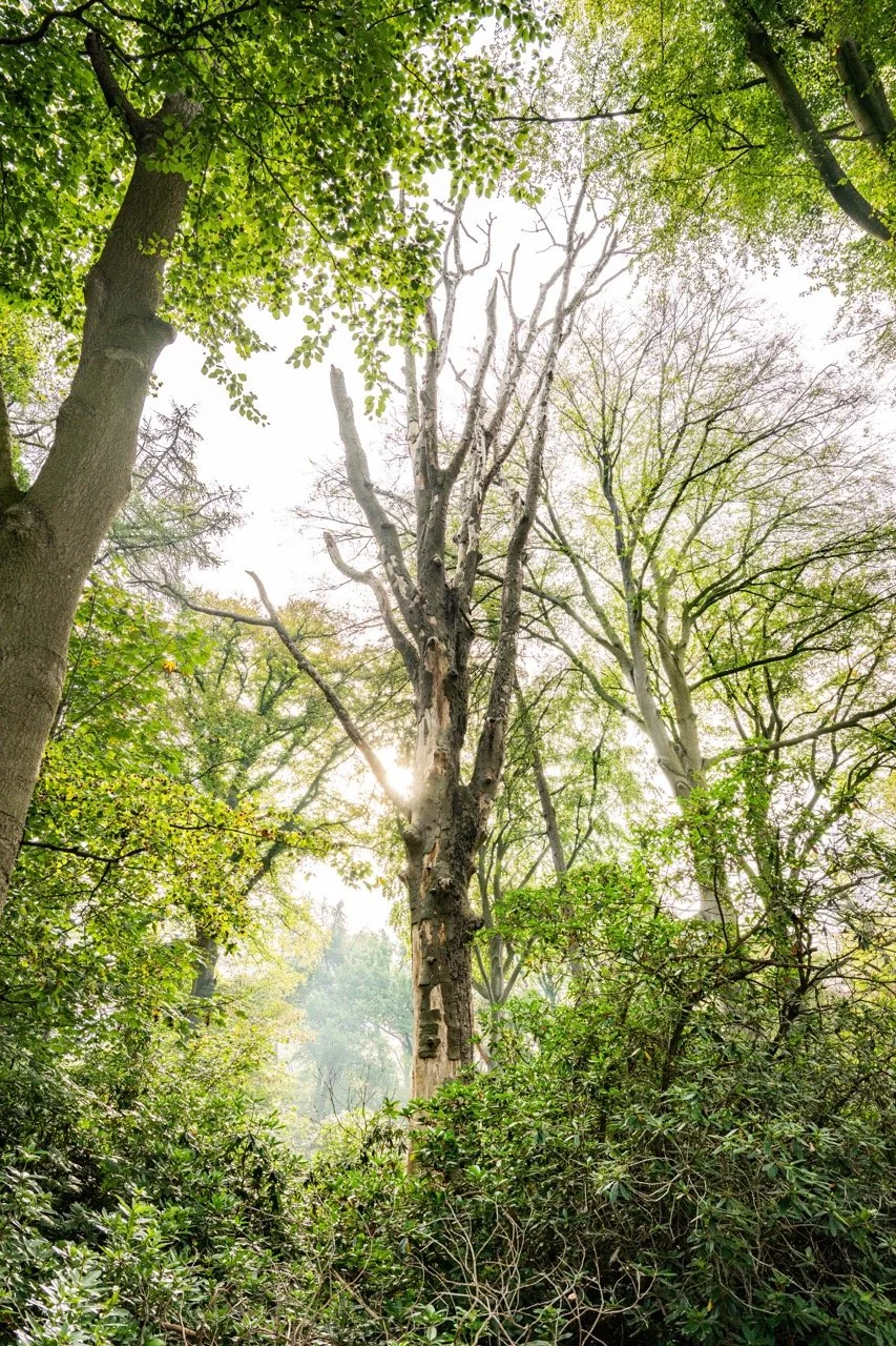 Hebben de bomen de hete zomer doorstaan?