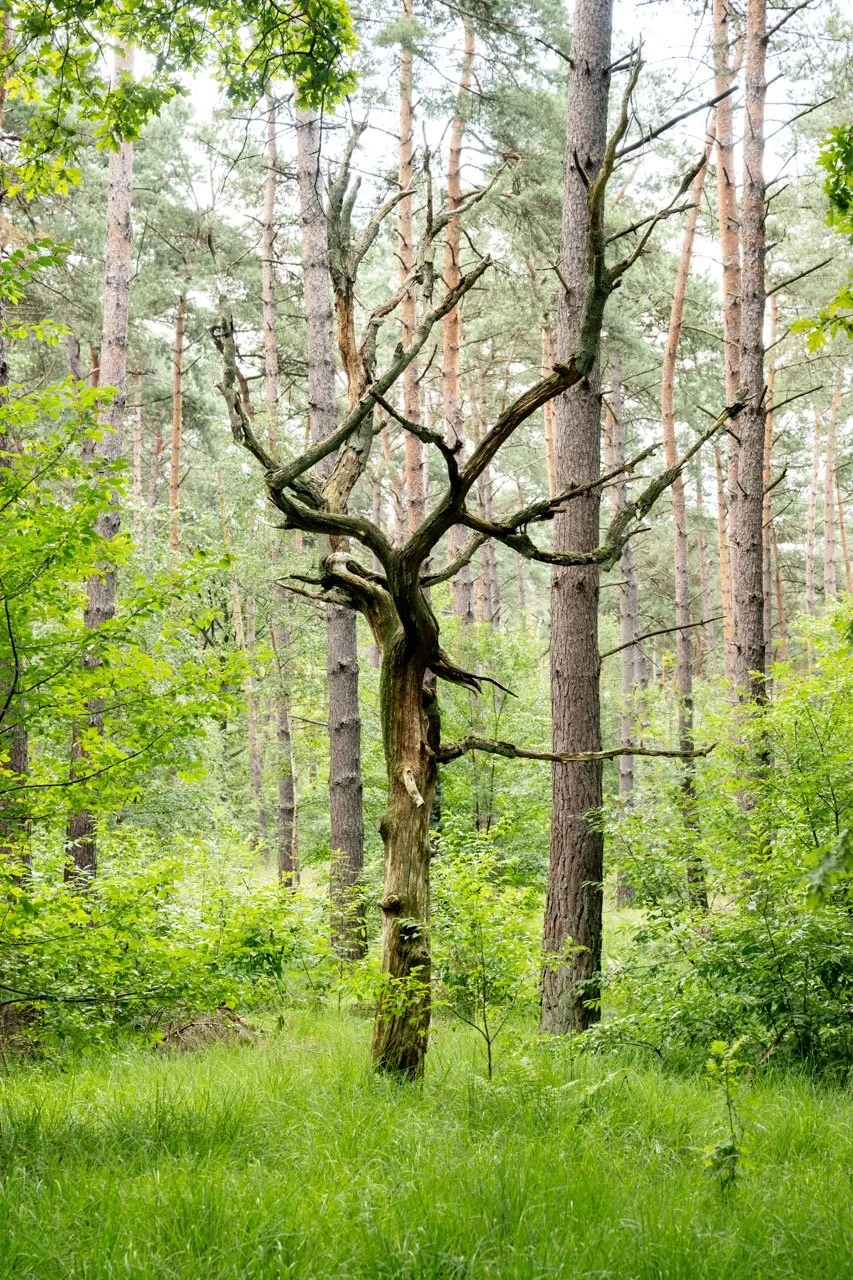 DeBrabantseWal009 Groot.jpeg