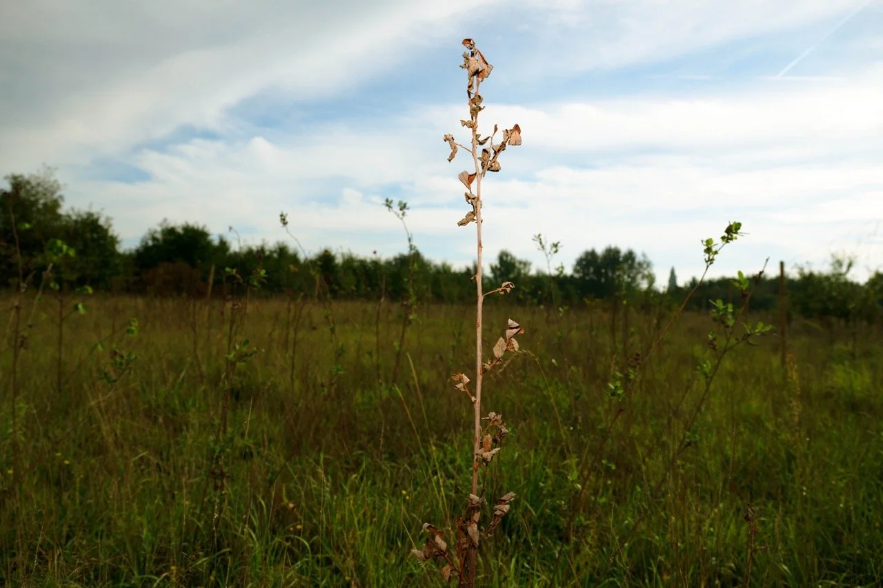 Hebben de bomen de hete zomer doorstaan?