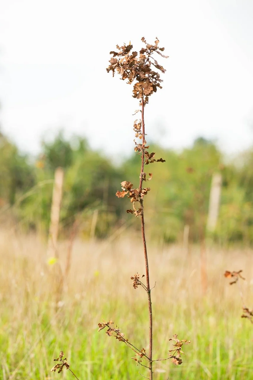 Hebben de bomen de hete zomer doorstaan?