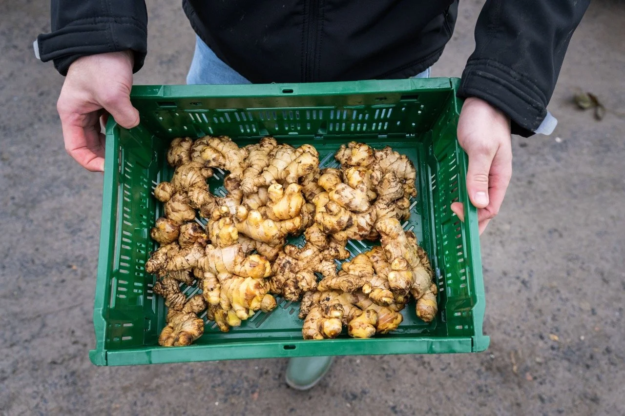 Gemberboer in Deinze.
