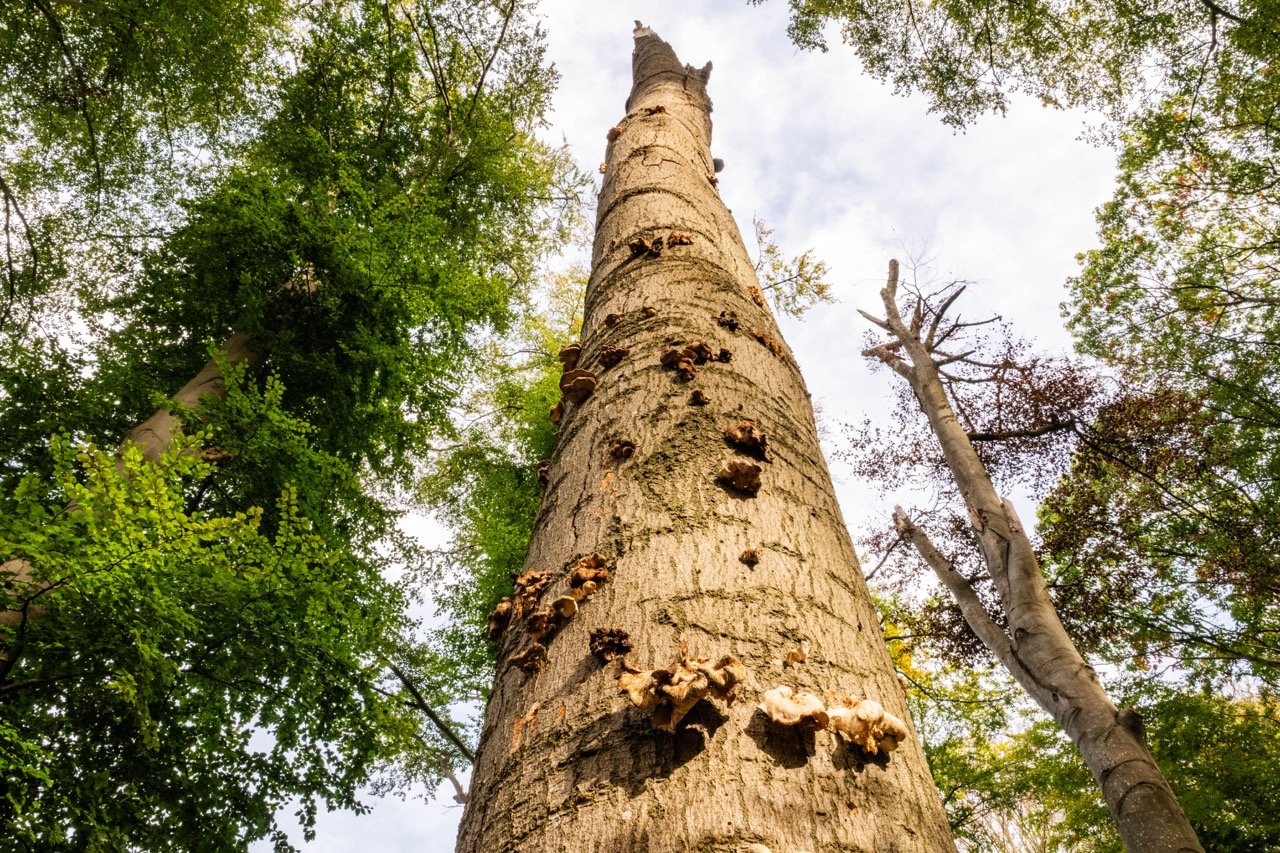 Hebben de bomen de hete zomer doorstaan?
