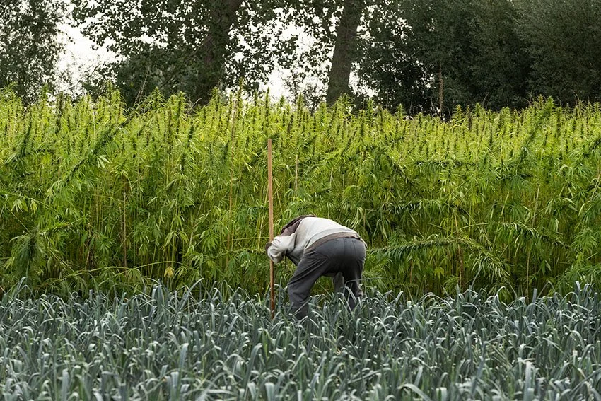 Hennep001.jpg