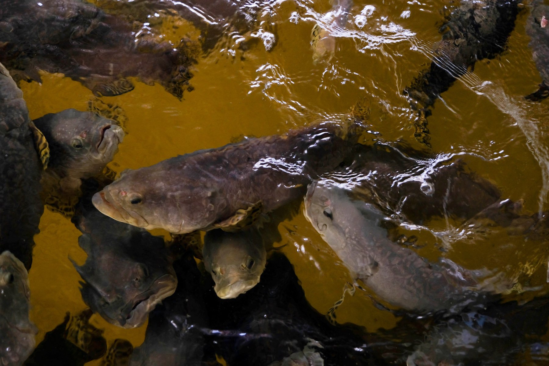 Atlas-Aquaculture_1800x1200.jpeg