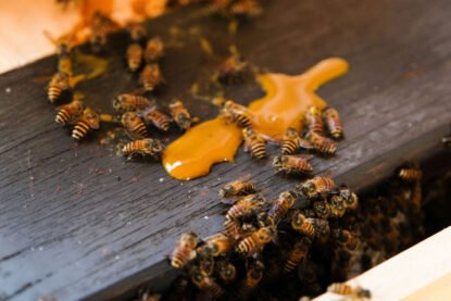 The-Sundowner_Hungry-Bees_1800x1200-415x277.jpeg