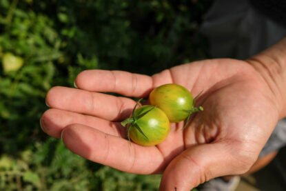 Sky-Sprouts_Beefsteak-Tomatoes_1800x1200-415x277.jpeg