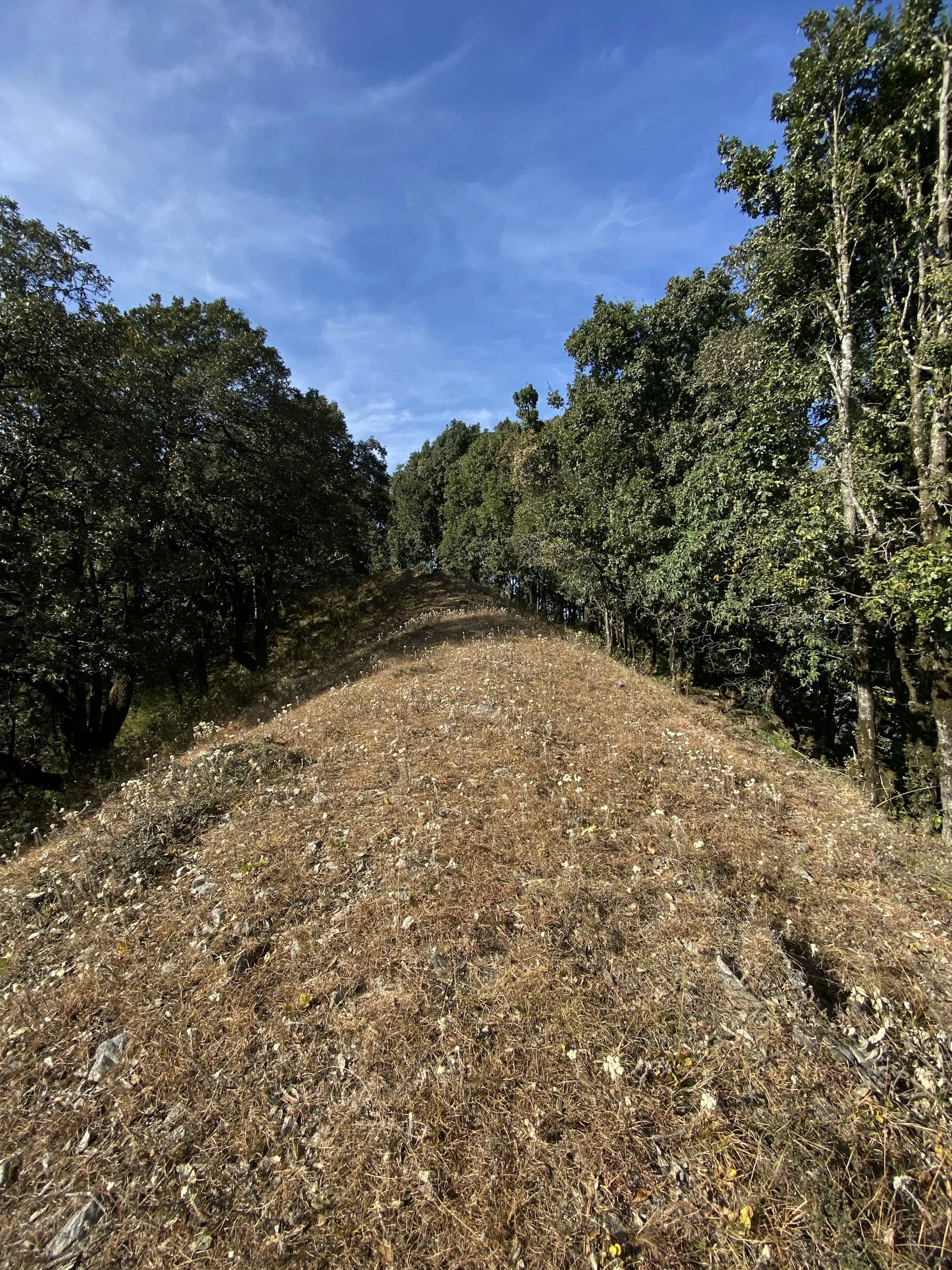 Land cleared in the woods for a customer.