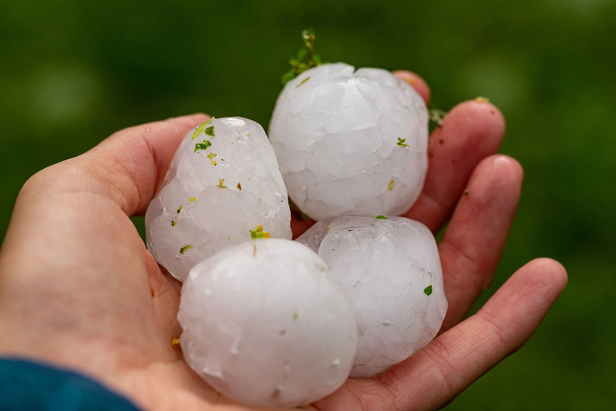 Large hailstones being held by a person