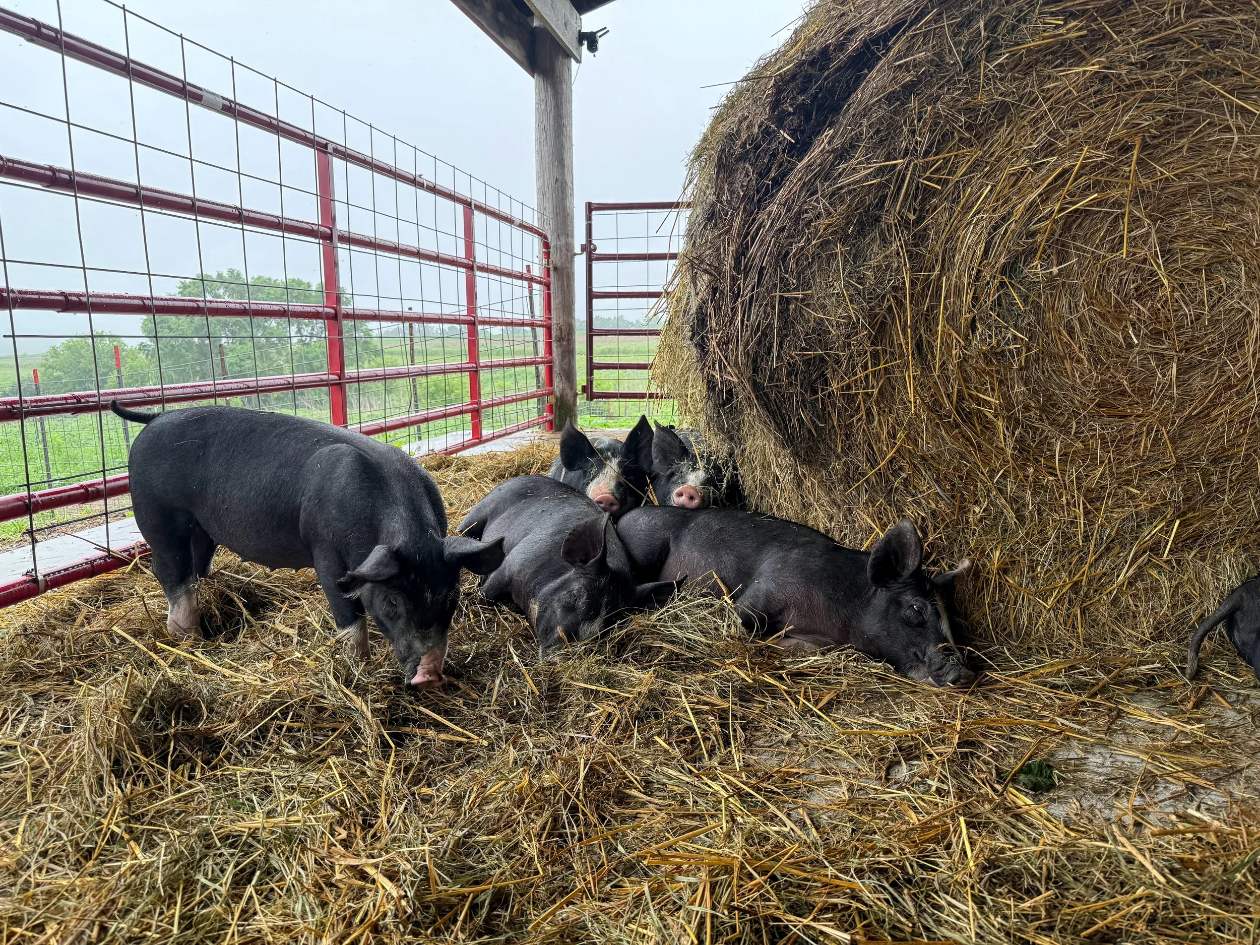 Pig pile on the patio.