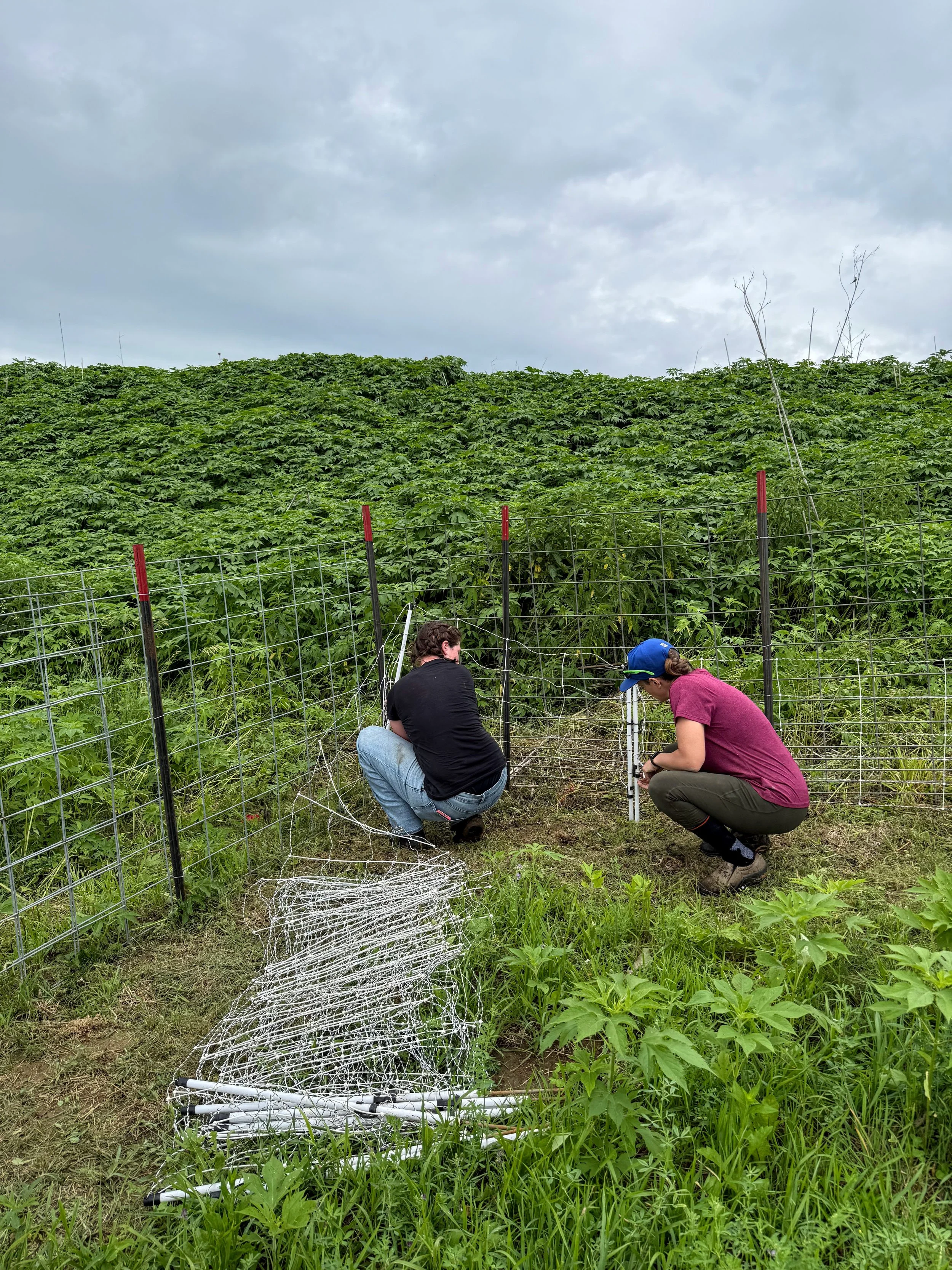 Molly and Dayna setting up electronet fencing