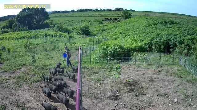 Molly bucket training. They're catching on!