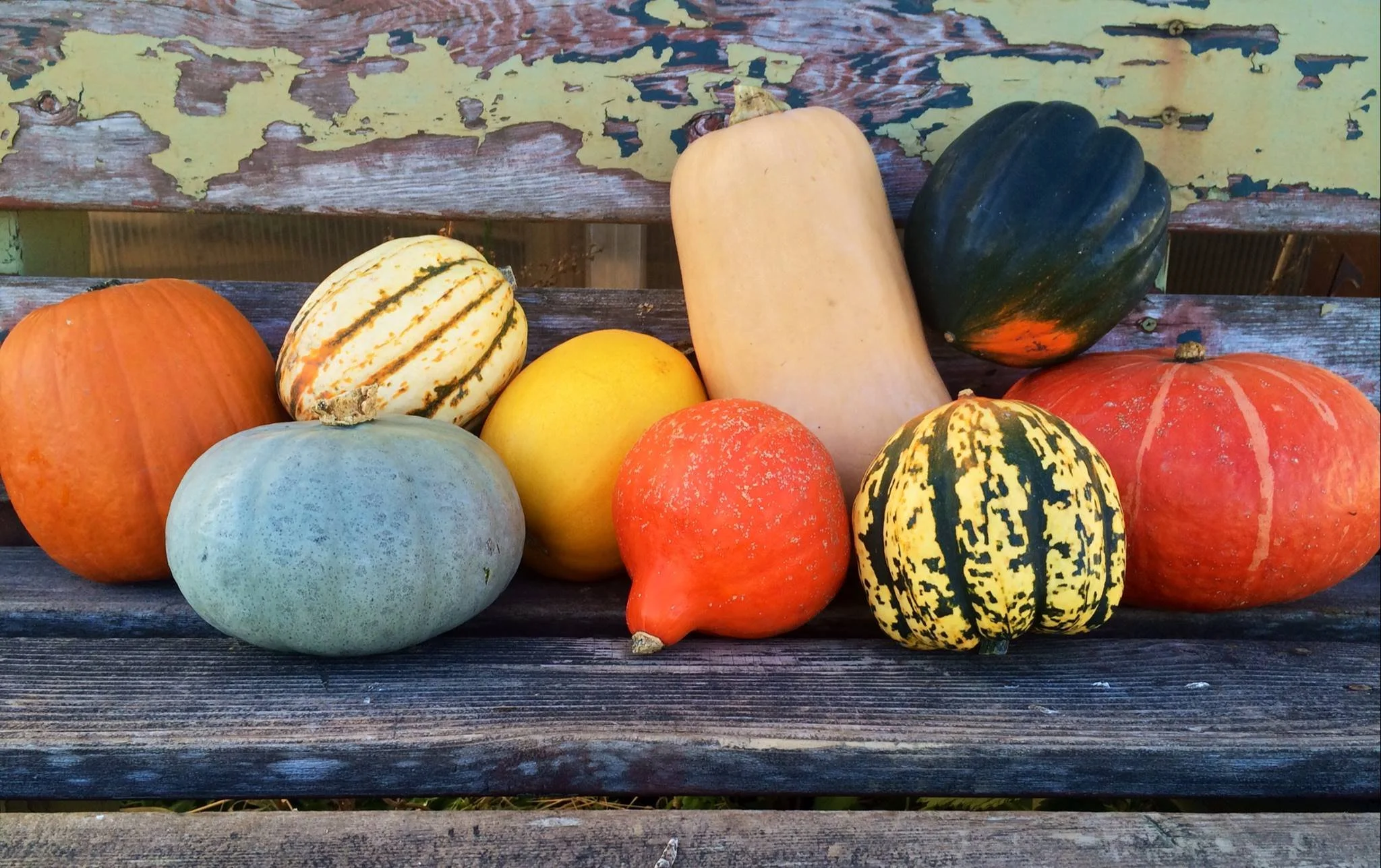 Winter Squash &amp; Pumpkins