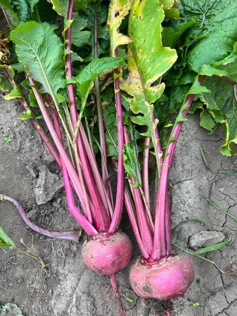 Turnips