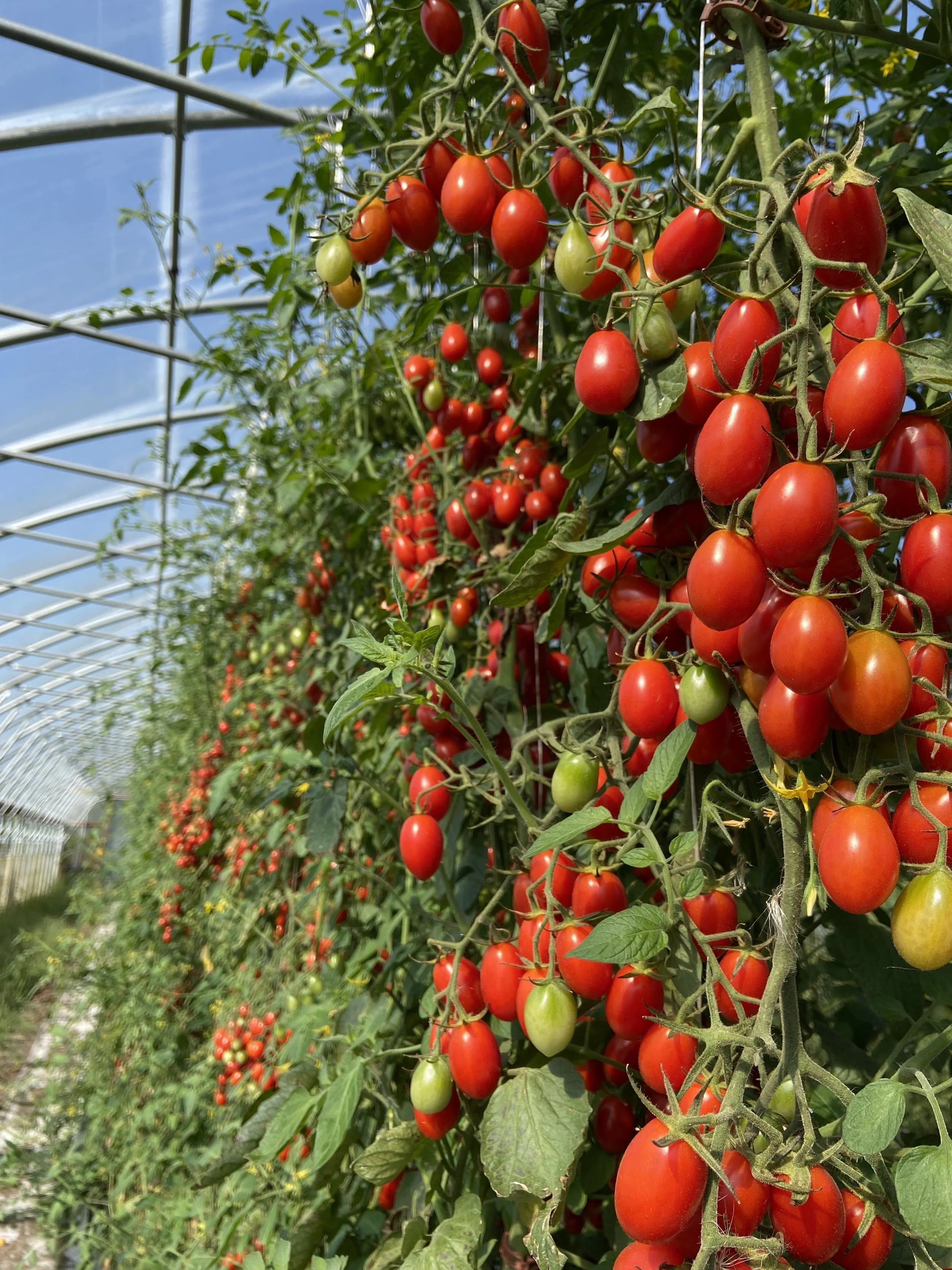 Tomatoes