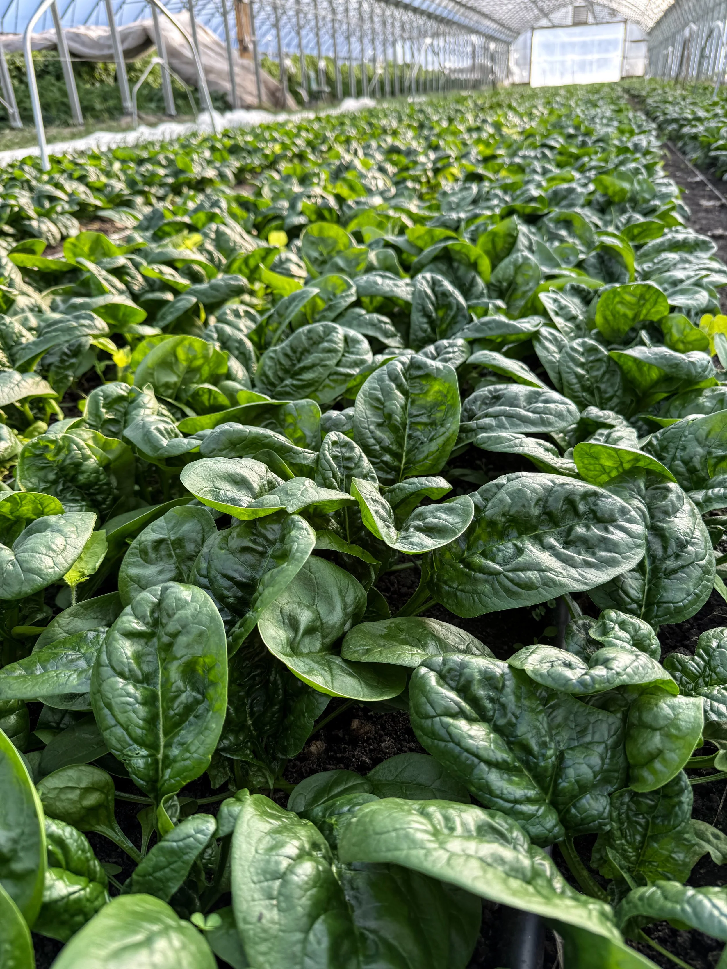 Spinach