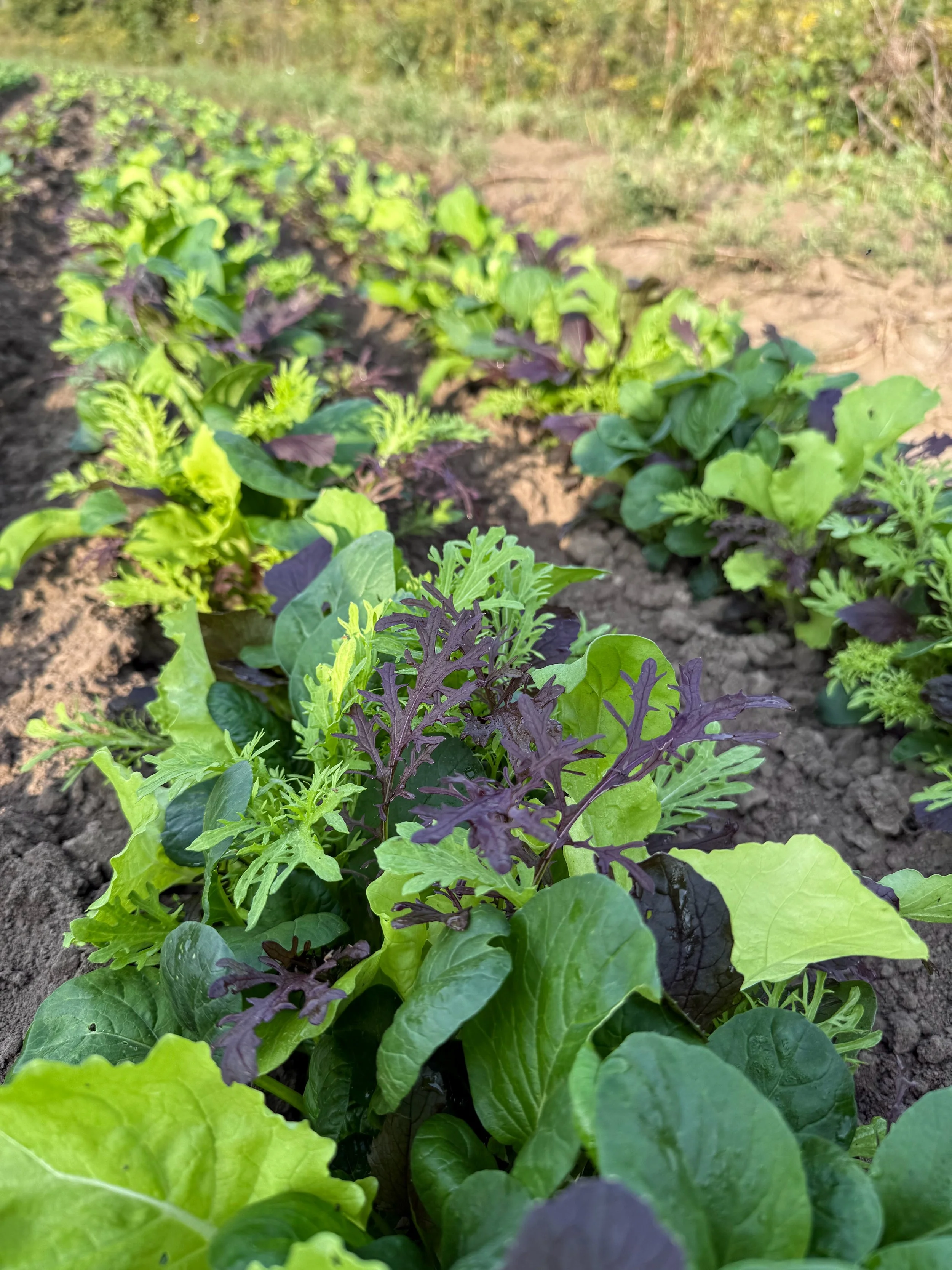 Salad Mixes