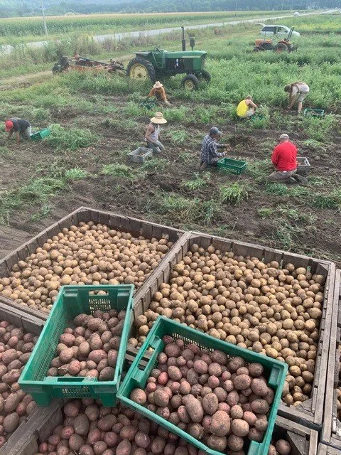 Potatoes