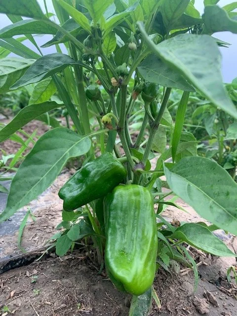 Peppers, Bell