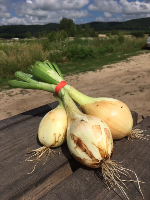 Onions