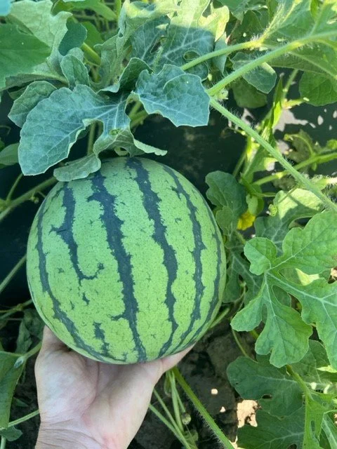 Melons