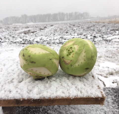 Kohlrabi