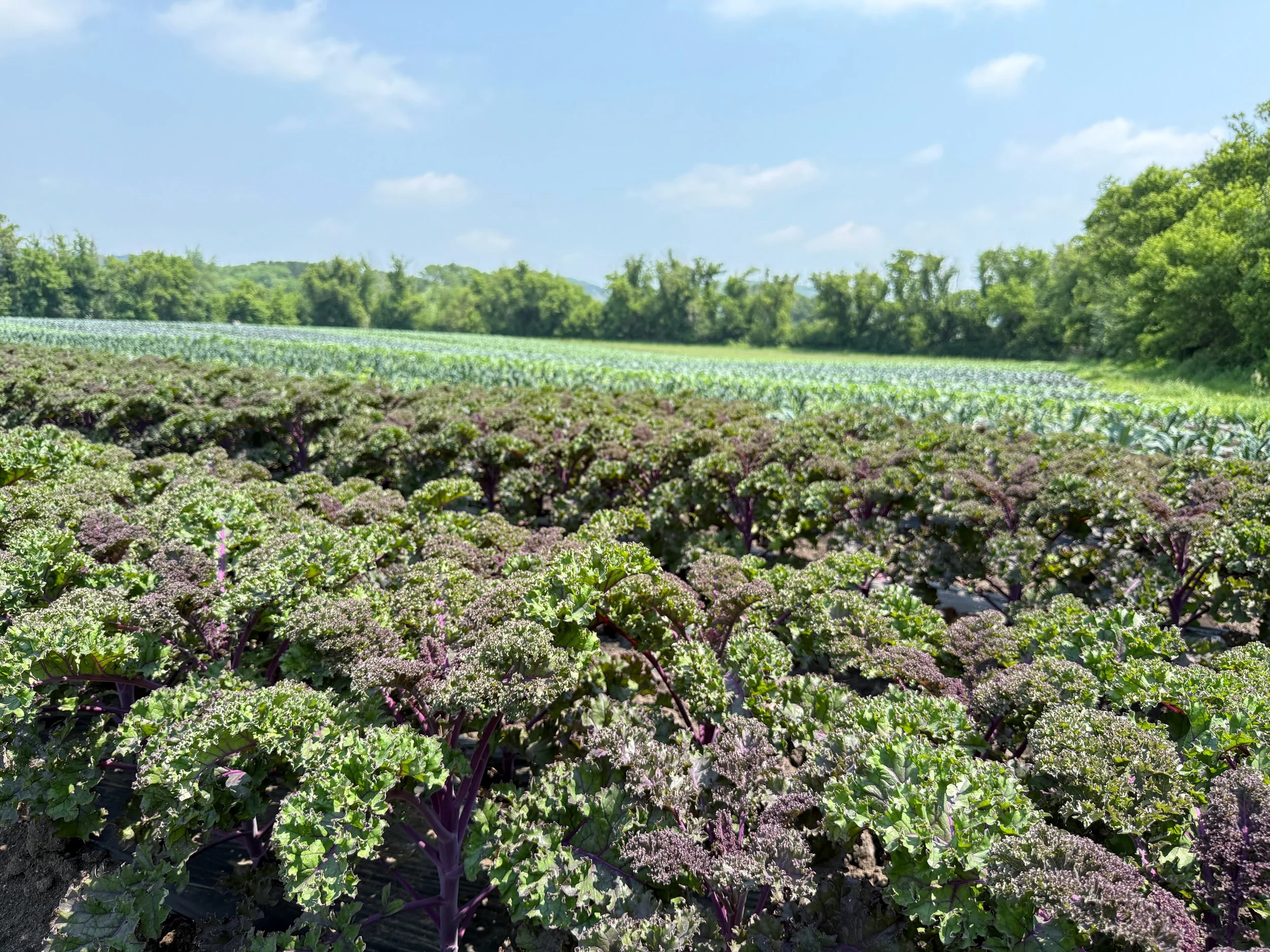 Kale