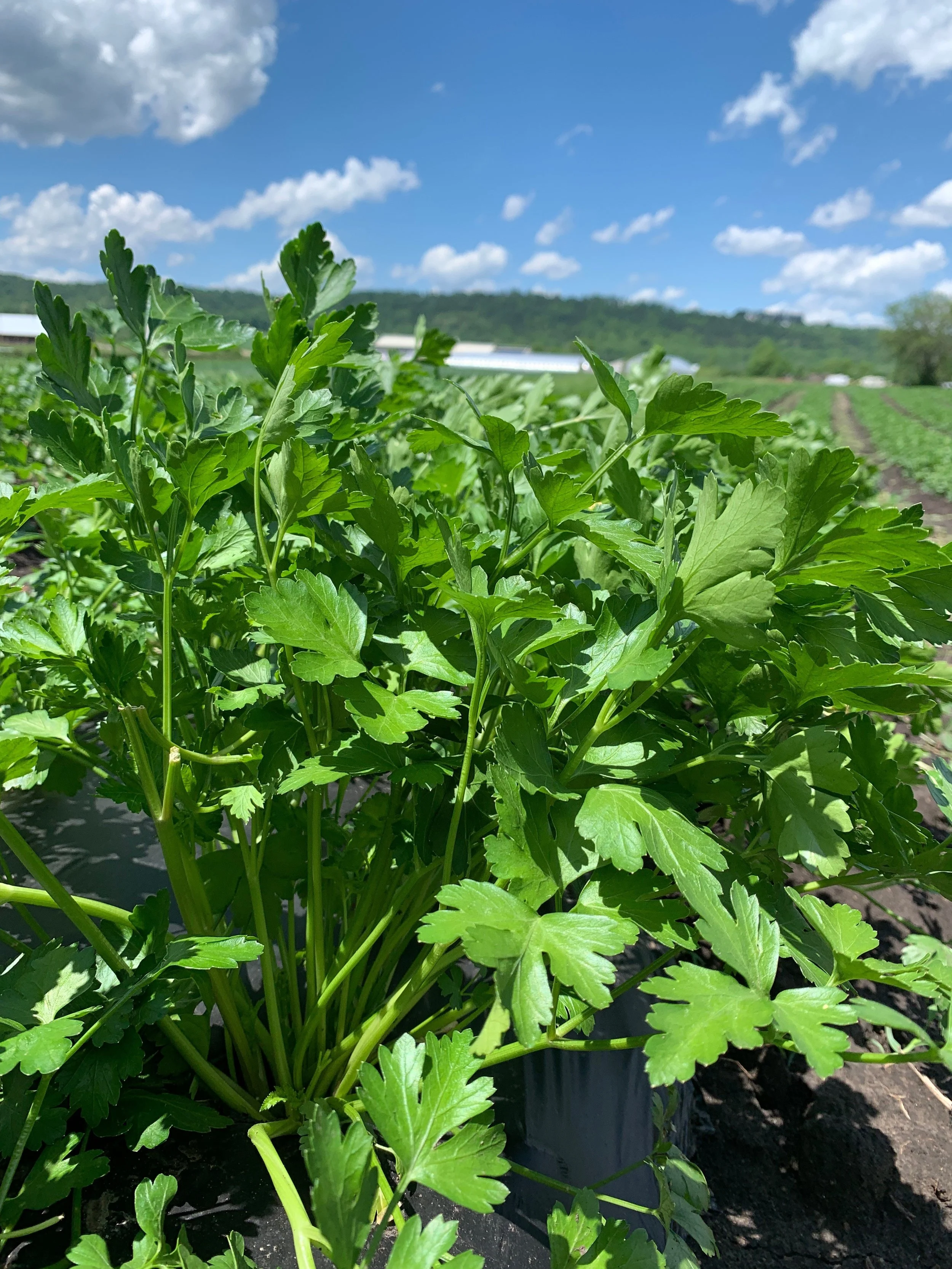 Herbs
