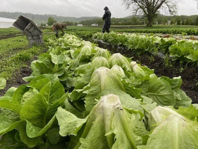 Lettuce