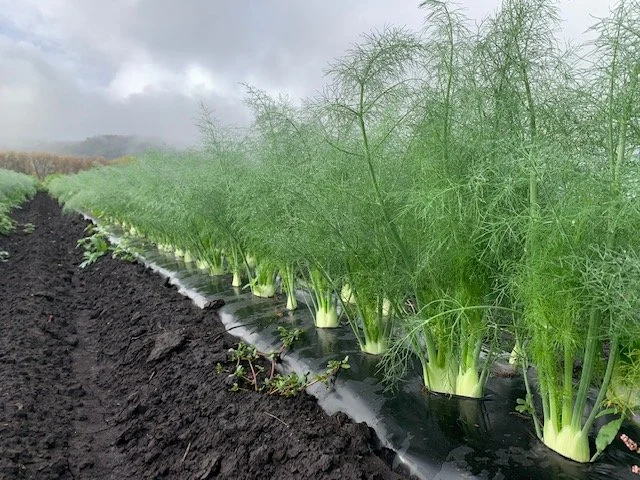 Fennel