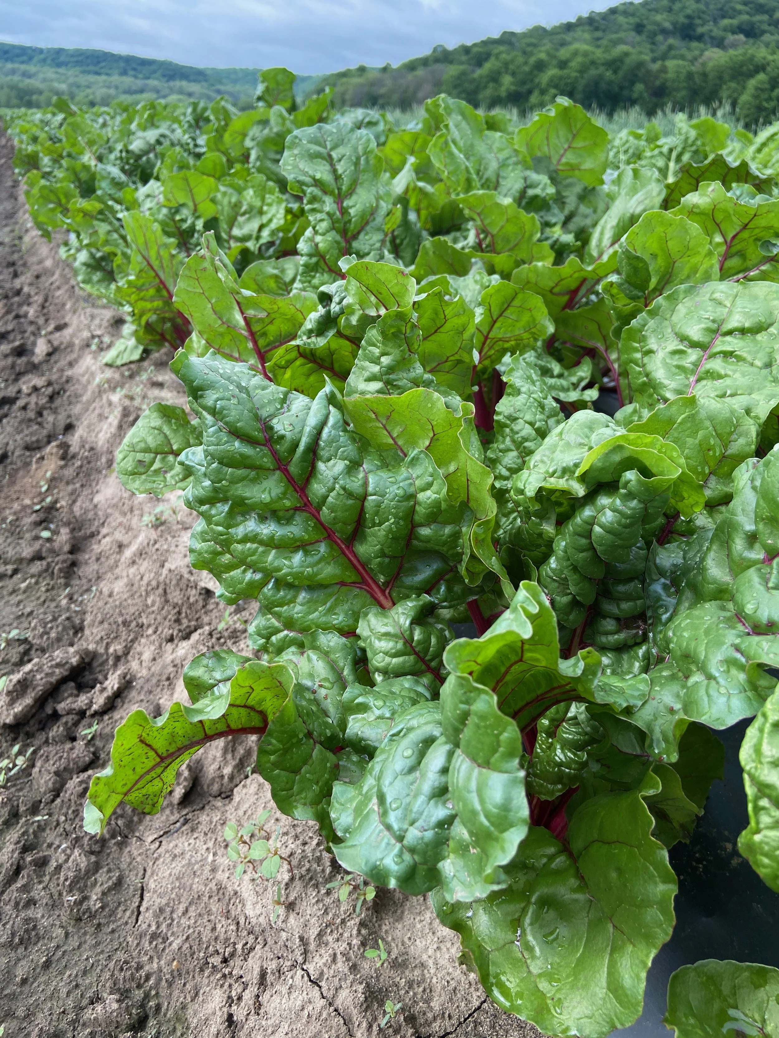 Chard