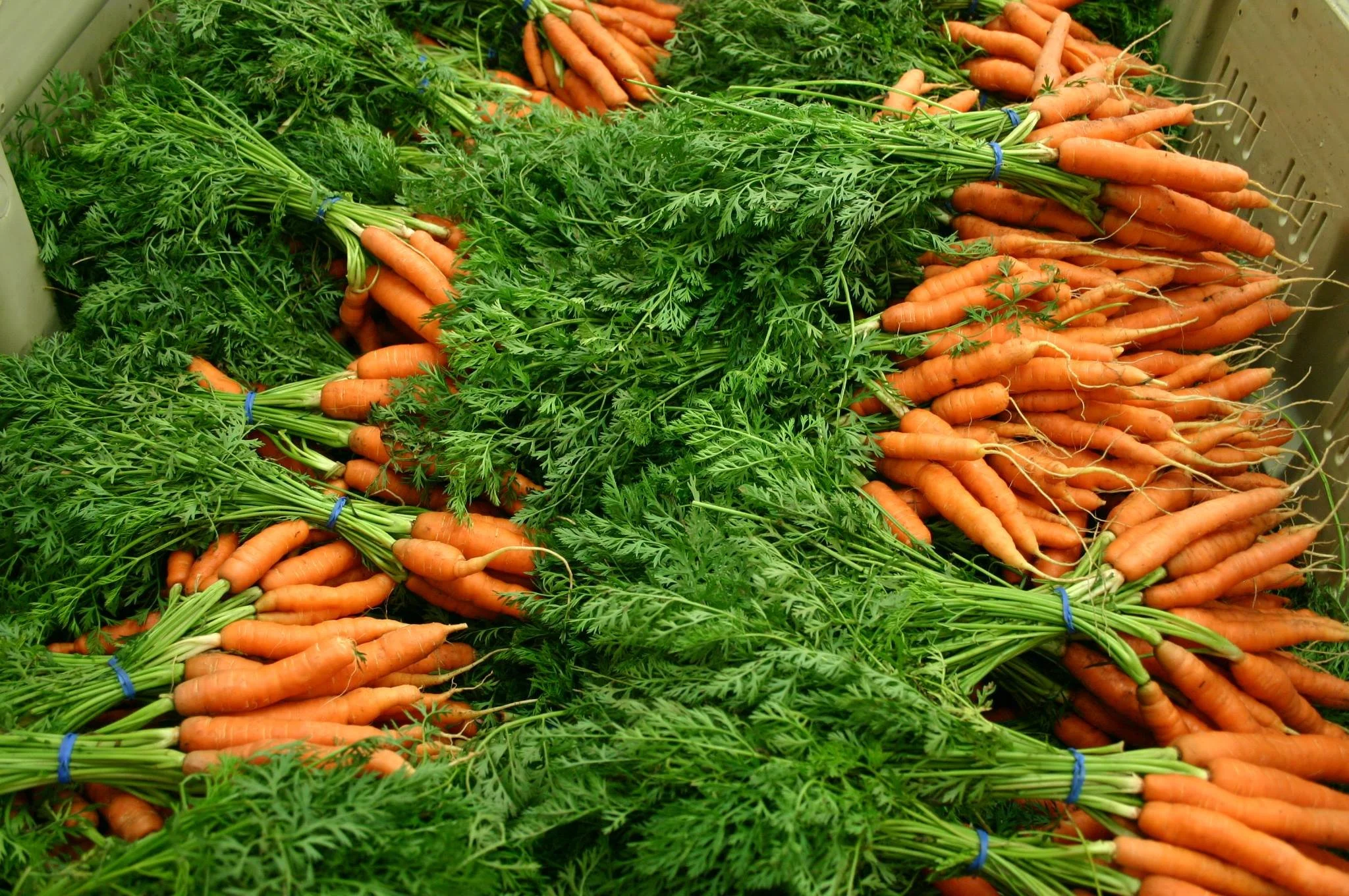 Carrots