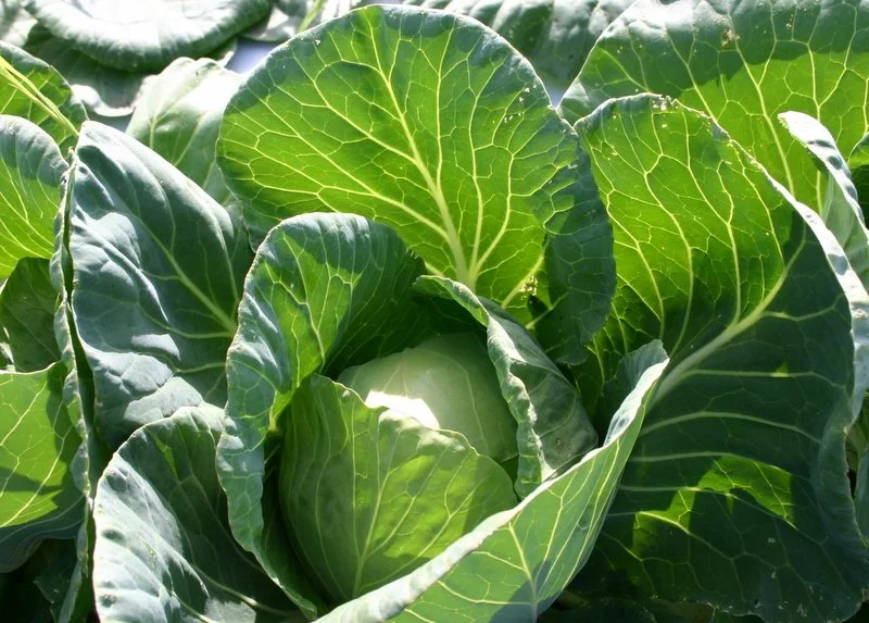 Cabbage