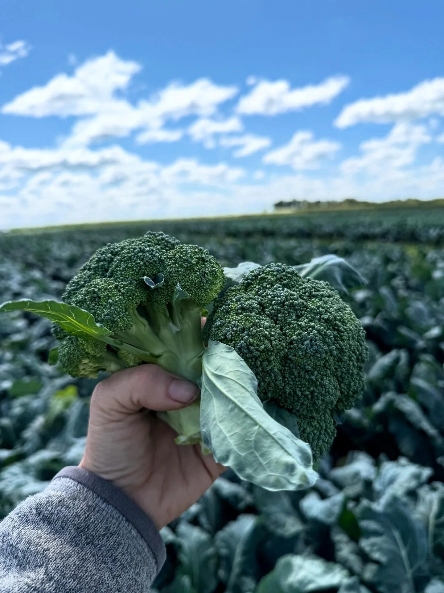 Broccoli