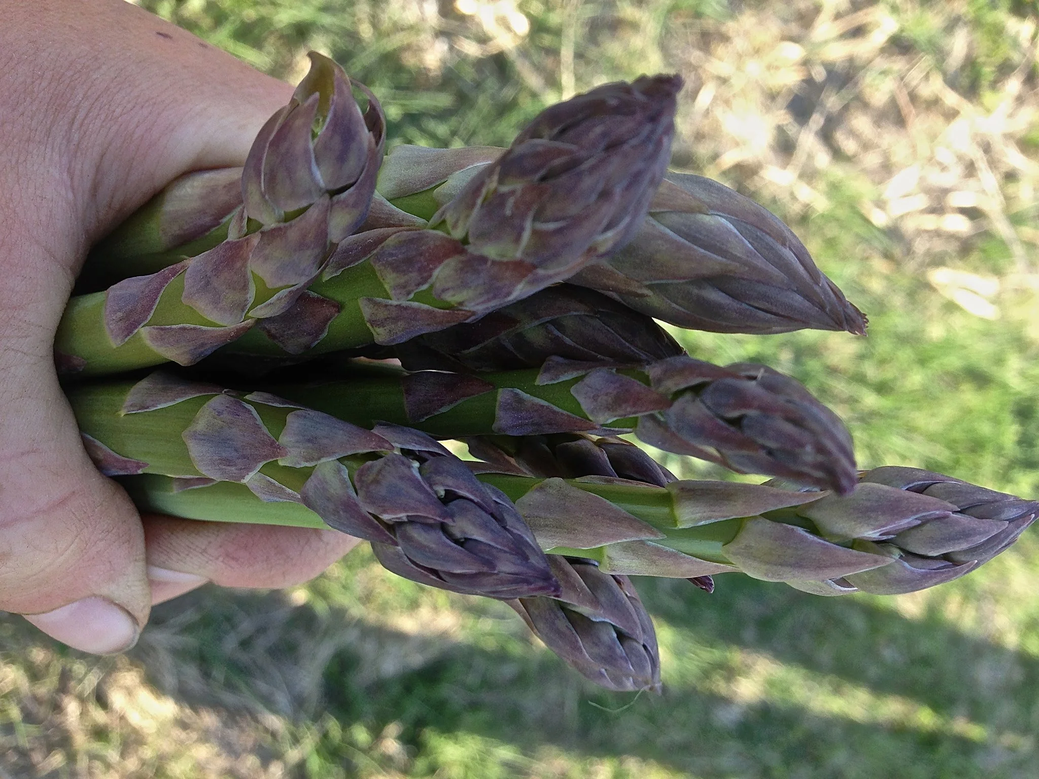 Asparagus
