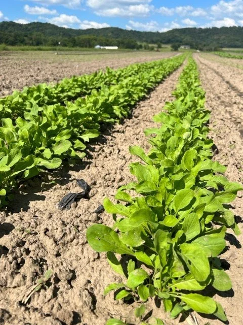 Arugula