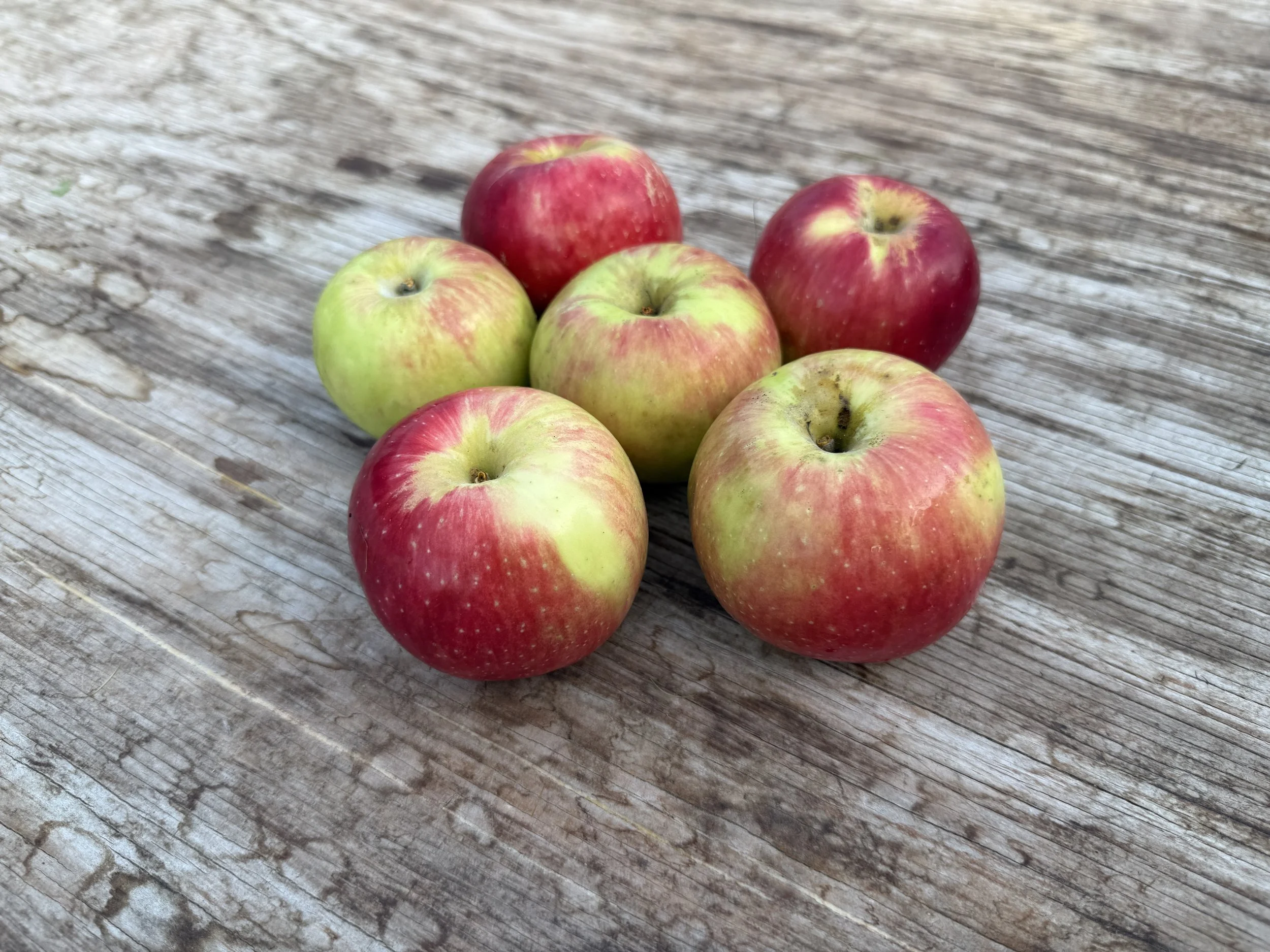 Apples