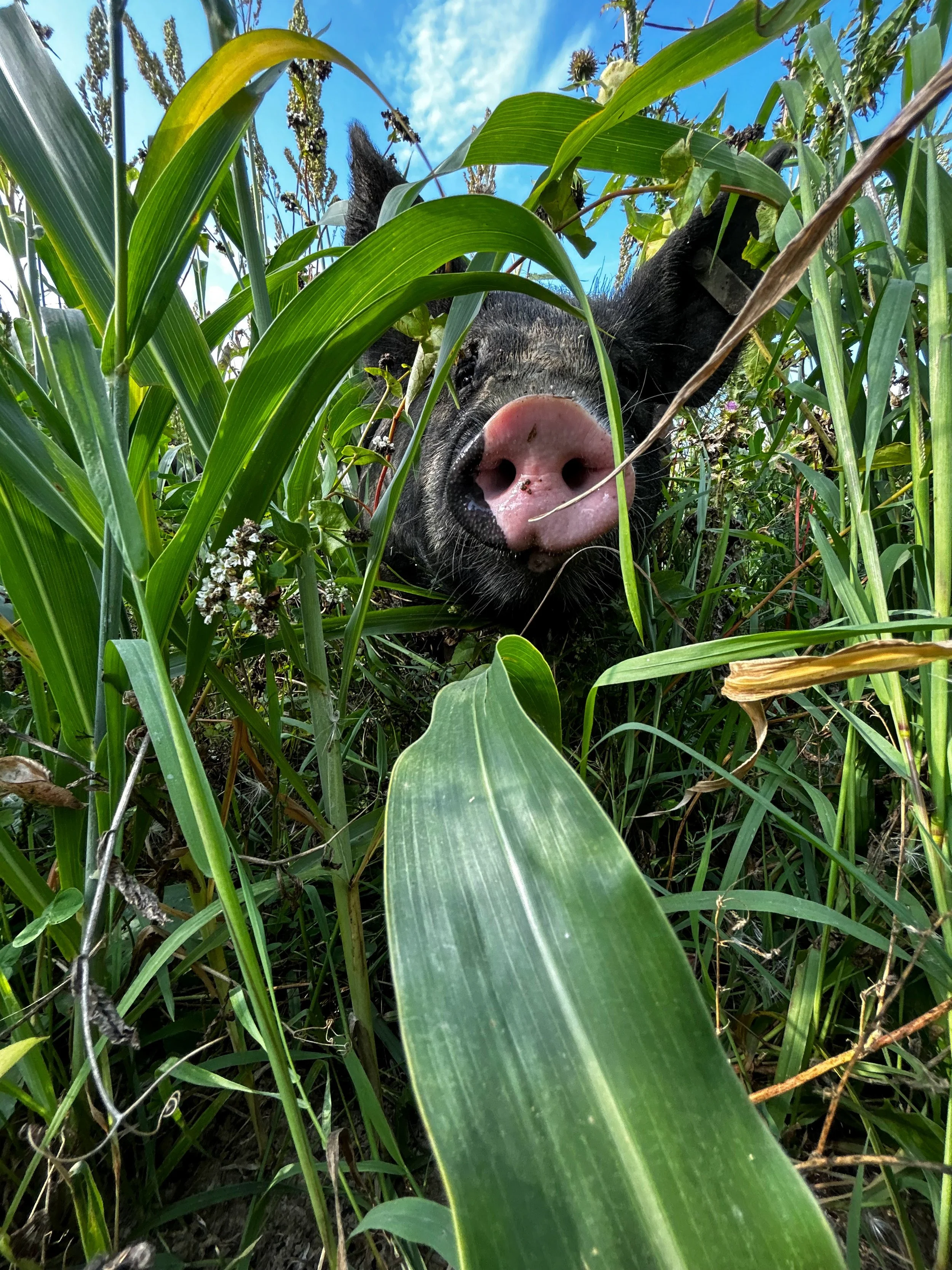 Pastured pork, with care