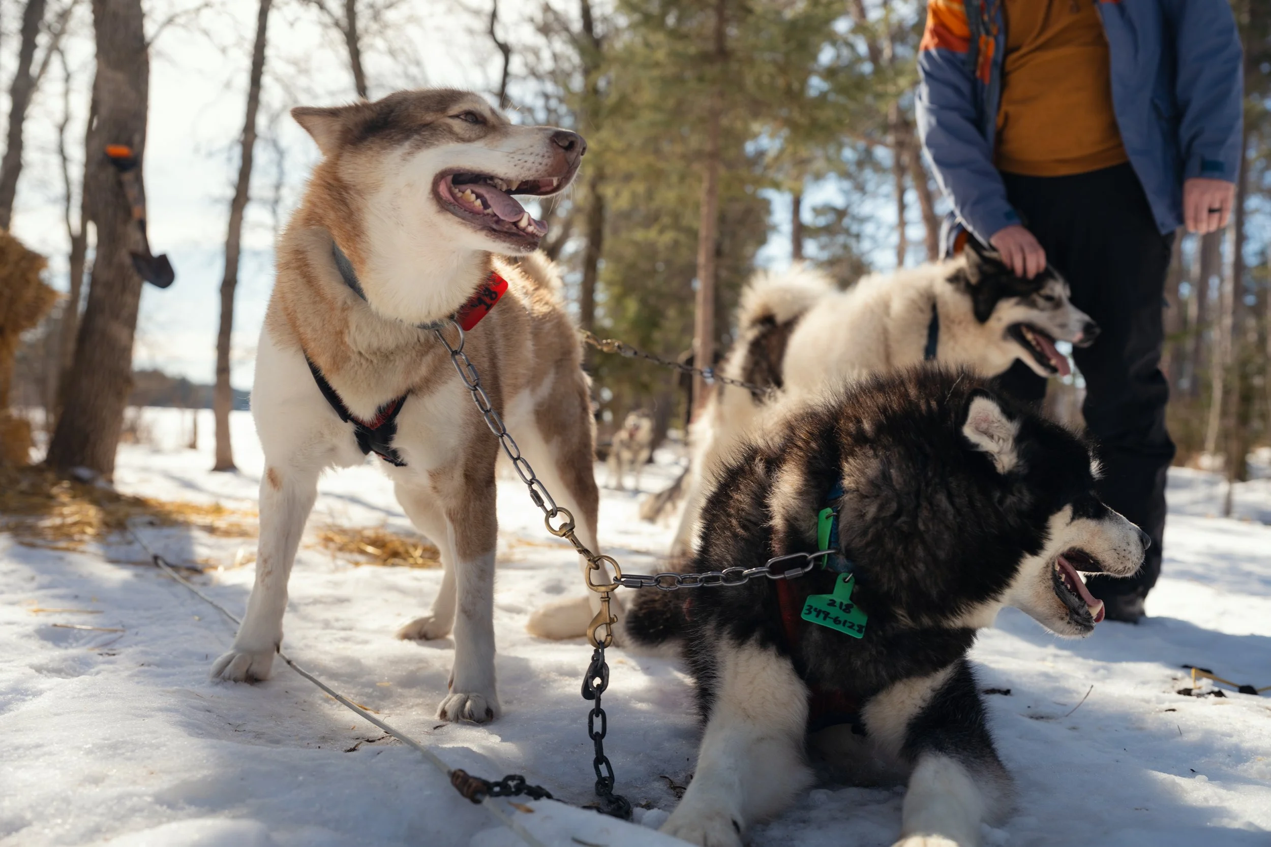 NYT_WintergreenDogsledLodge-Feature_BB207827.jpg