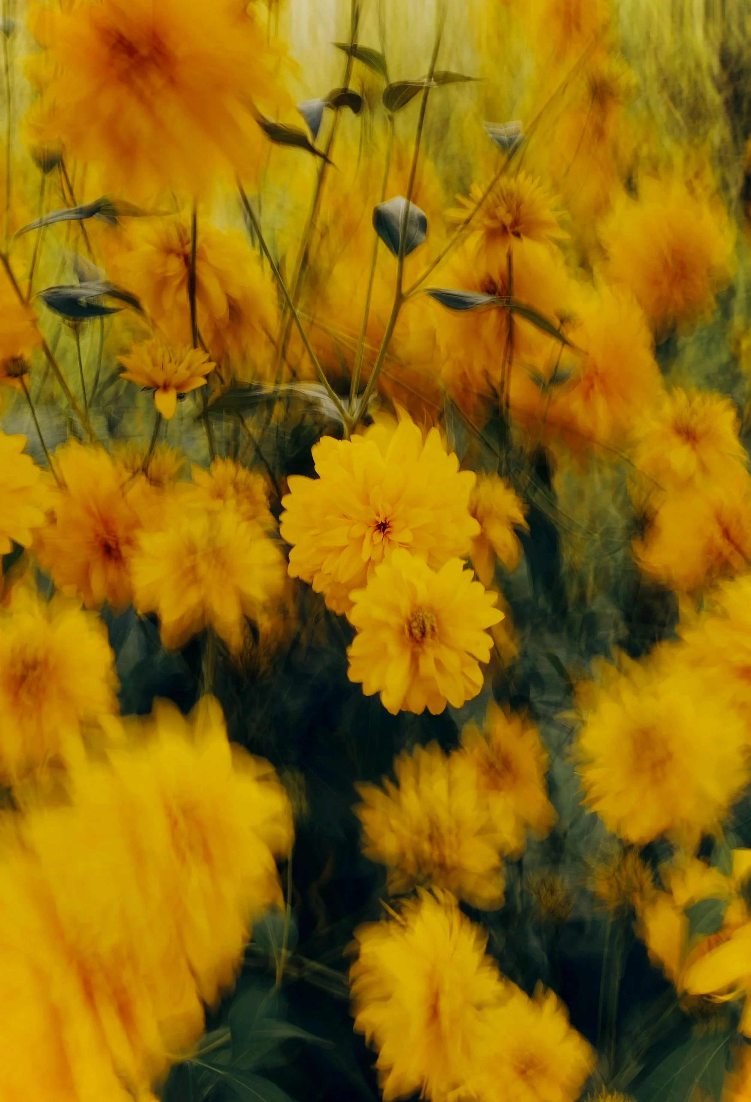 Gele bloemen in een veld, dicht bij elkaar geplukt.