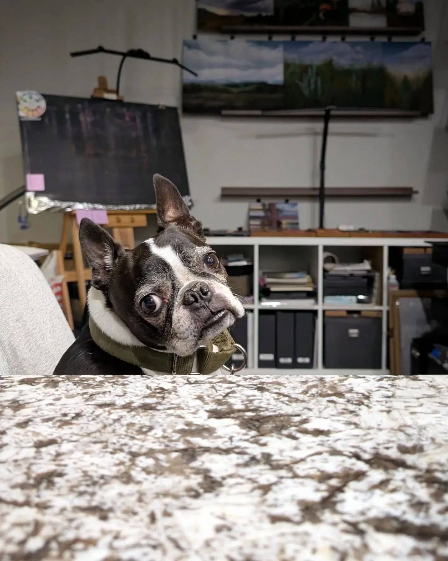 Studio morale officer reporting for duty. 🐾
.
Neville&rsquo;s deeply concerned that there&rsquo;s no painting on the easel (rude) and that his nap zones keep moving (also rude). We&rsquo;re mid-pack for the Merry Makers Market on Nov. 2, and he has 