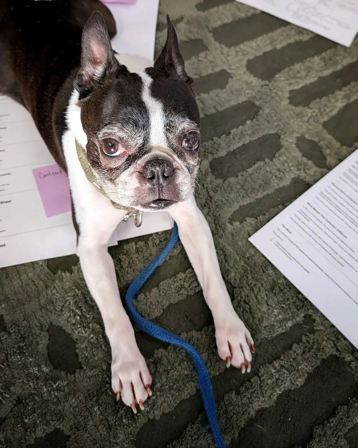 Mister Man is such a clown at times! Here's my studio assistant hard at work keeping me from dreaming and planning. My fault for using the floor to spread out my ideas!
.
Next will be some zoomies and then an hours long nap. A somewhat typical mornin