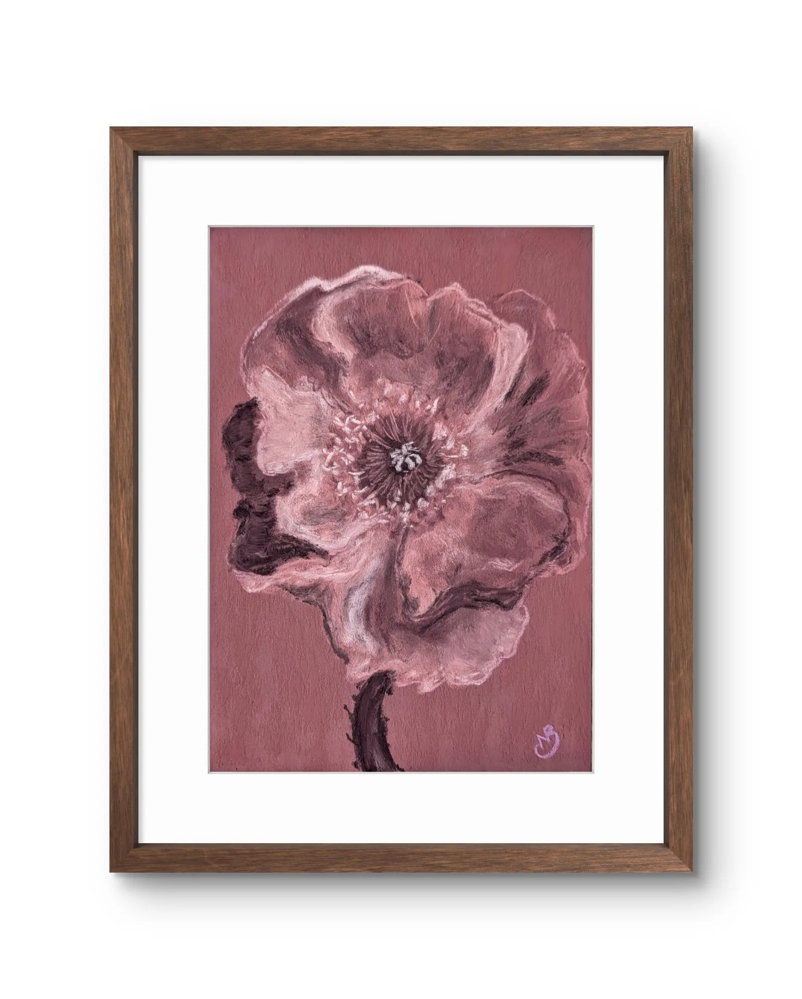 Pink Poppy
