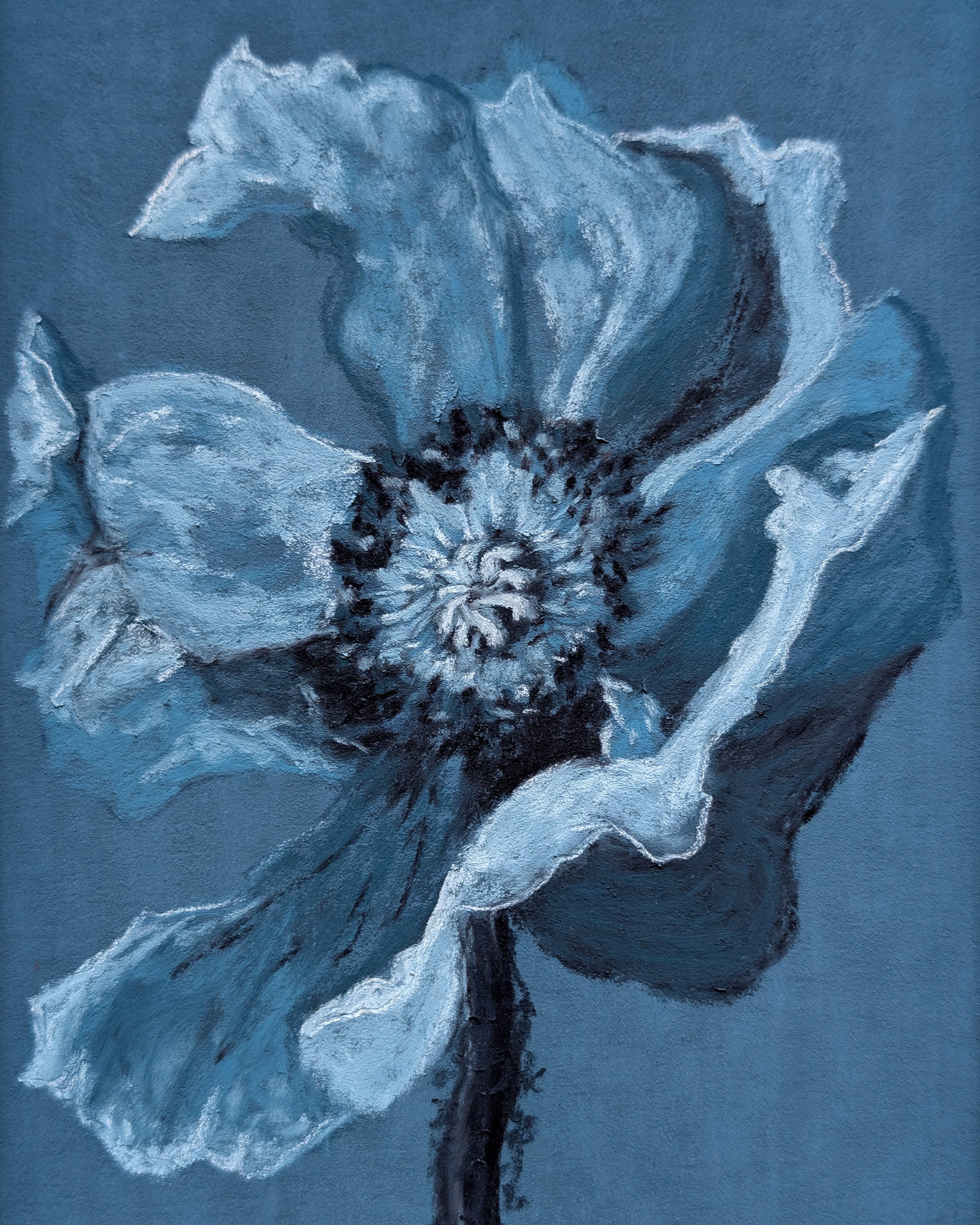 BluePoppyPrint-8x10WEB.jpg