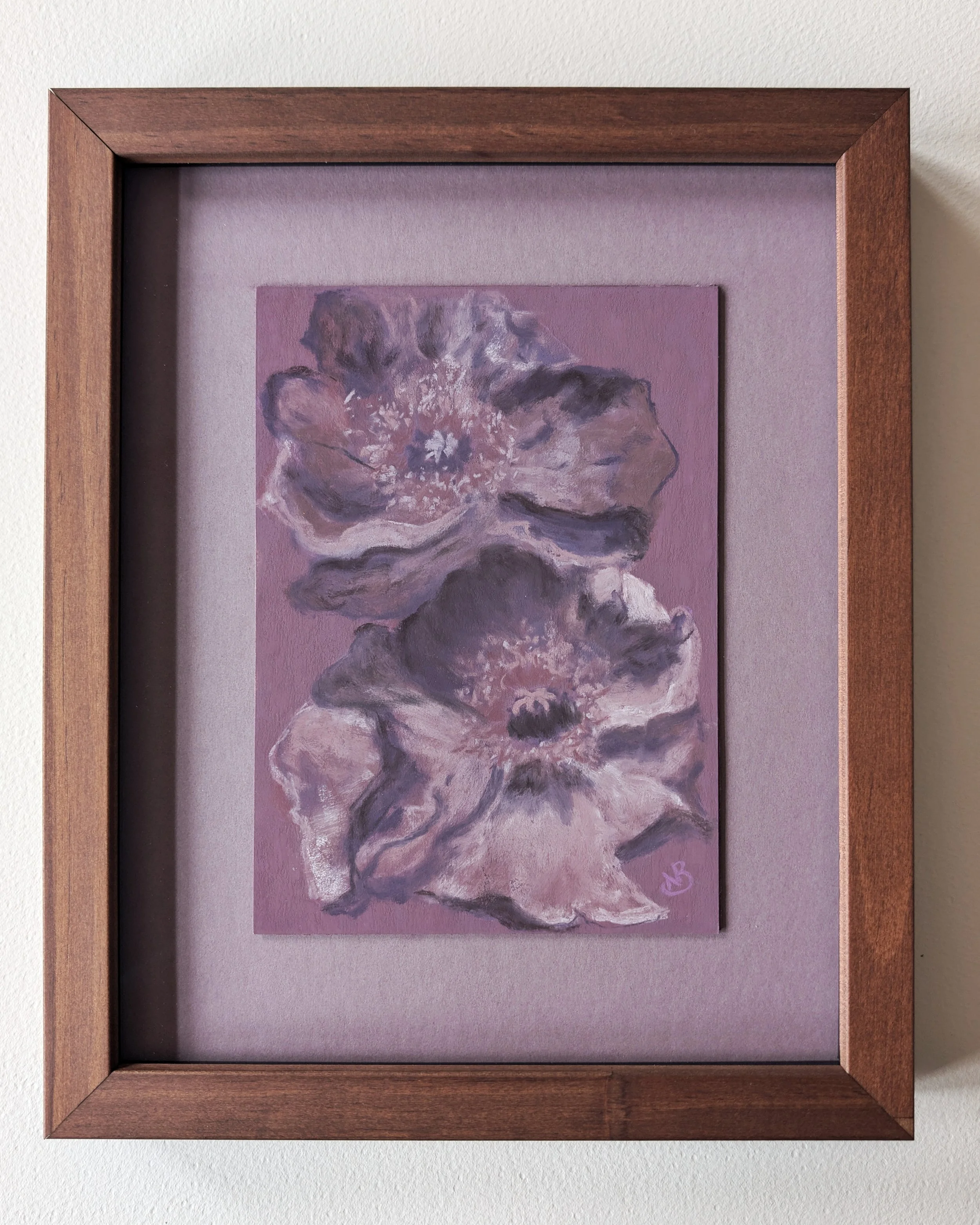 Purple Poppy