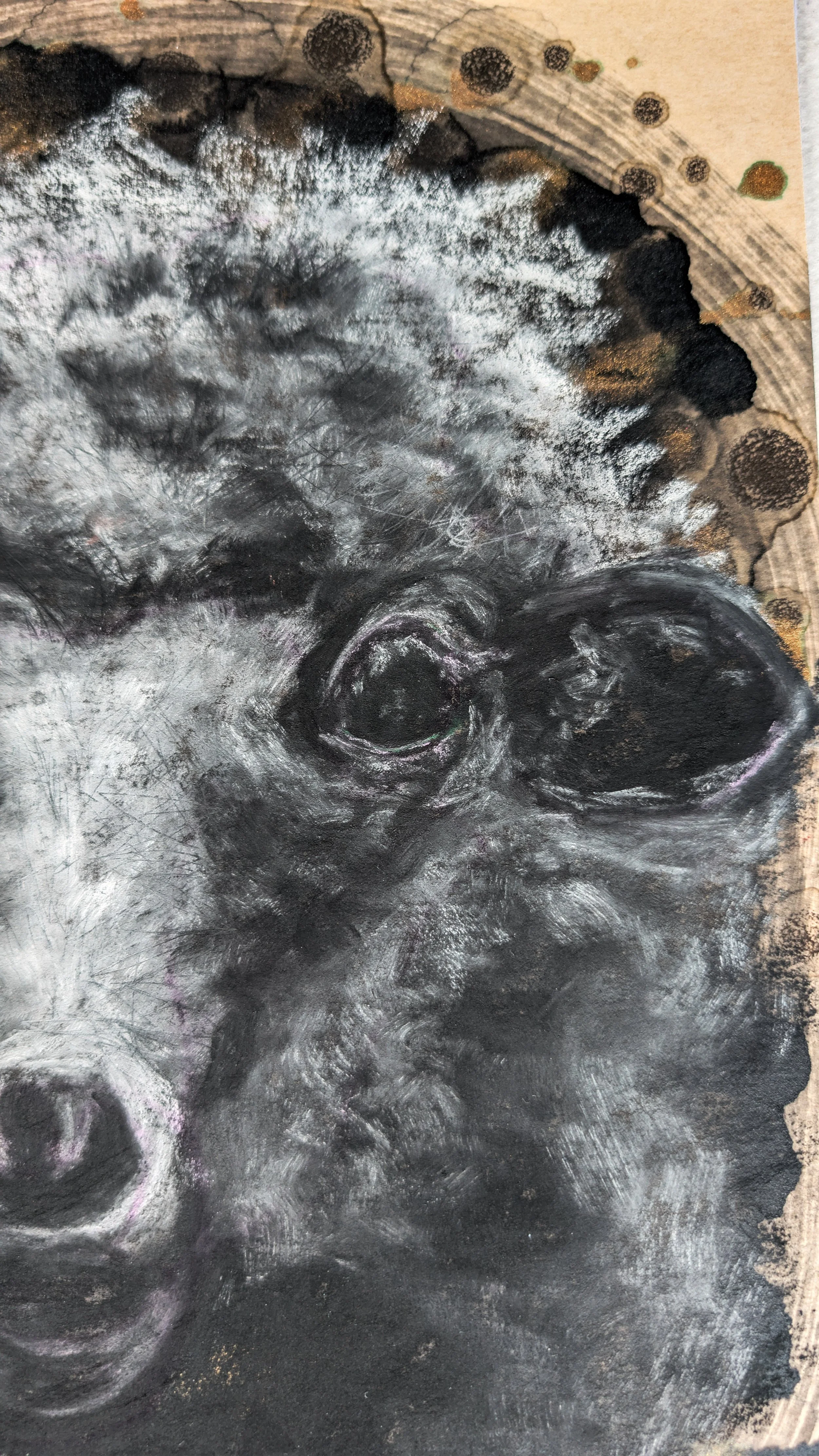 SheepInShadowCropped.jpg