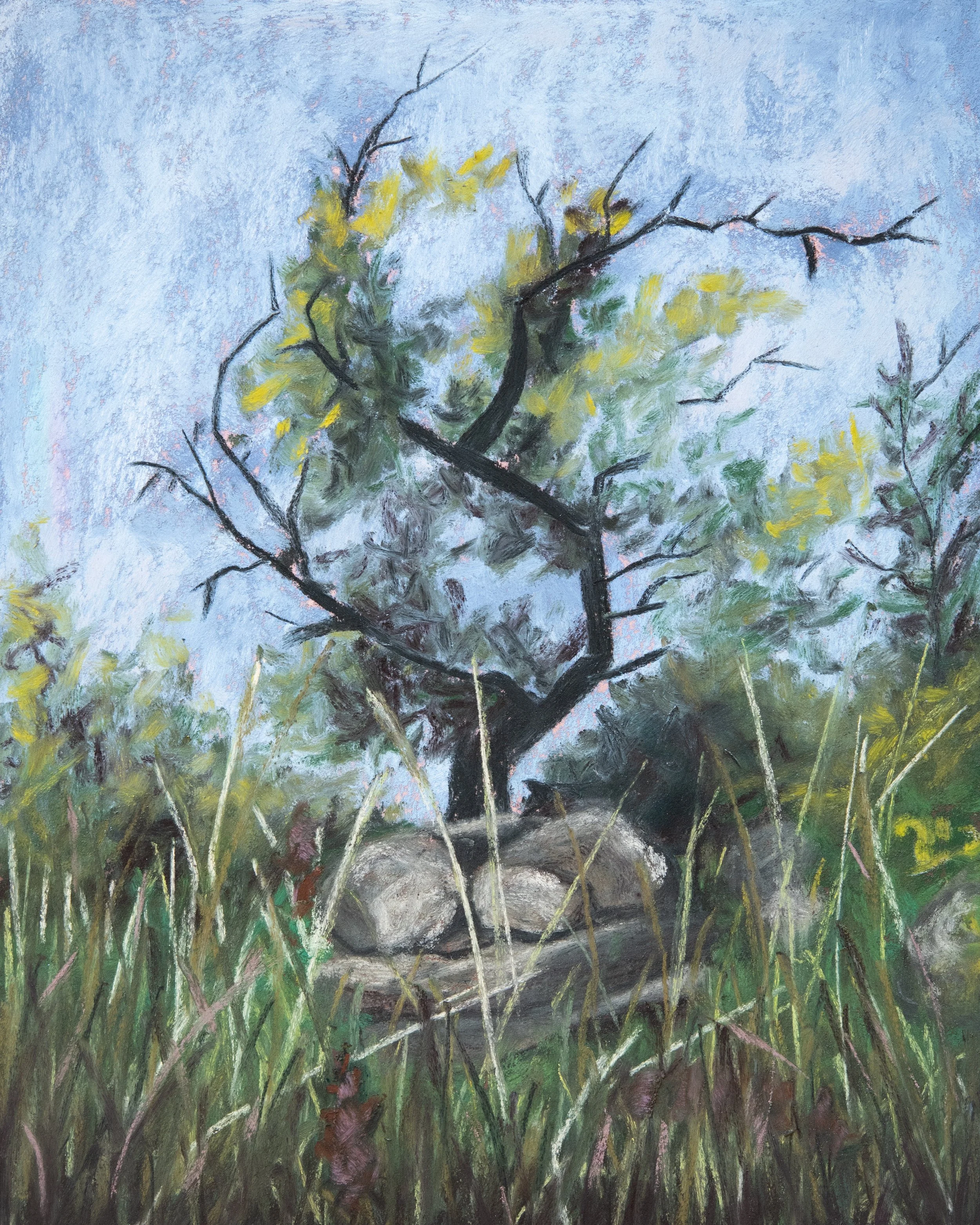 Growth Between Rocks 2